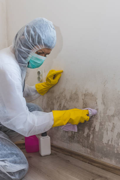 Best Industrial Mold Remediation  in Denmark, WI